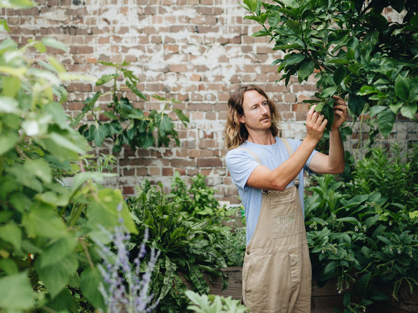 How To Start A Veggie Patch With Urban Growers